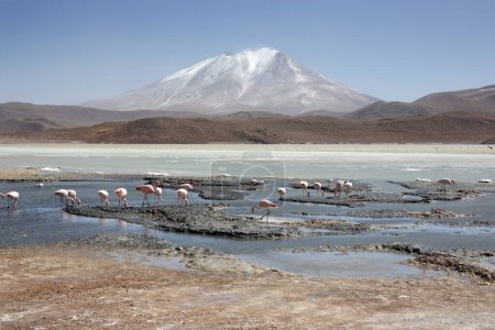 Téléchargez les photos : Lipez Altiplano reserva Eduardo Avaroa, Bolivie - en image libre de droit
