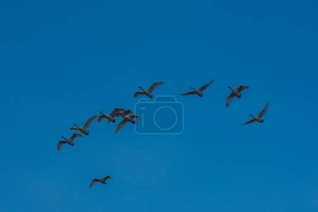 Téléchargez les photos : Des cygnes chanteurs volants dans le ciel - en image libre de droit