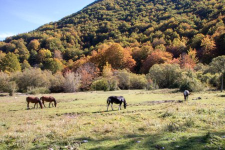 Téléchargez les photos : Natural landscape background of Abruzzo national park - en image libre de droit