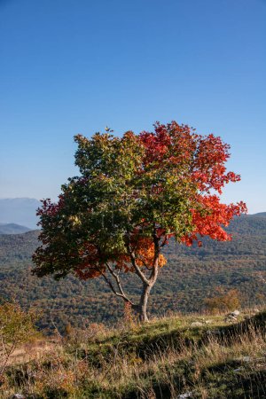 Photo for Beautiful autumn tree background on sunny day - Royalty Free Image