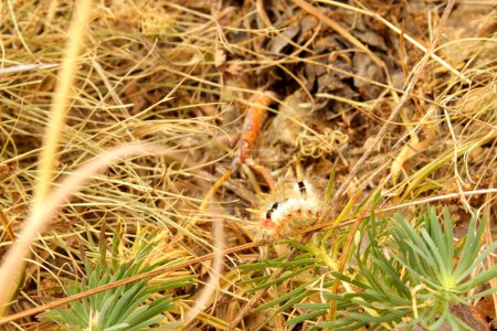 Foto de Vista de la oruga en la hierba - Imagen libre de derechos