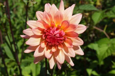 Téléchargez les photos : Vue rapprochée de belle fleur - en image libre de droit