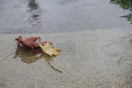 Photo for Autumn leaves on wet pavement - Royalty Free Image