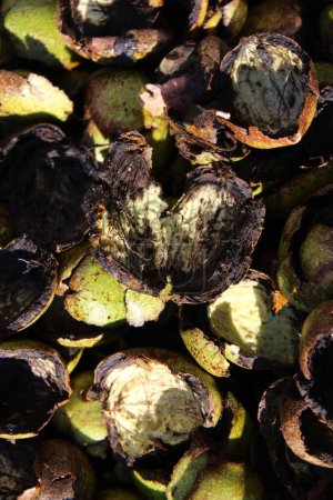 Photo for Fresh walnut shells, close up - Royalty Free Image