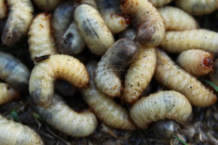 Téléchargez les photos : Vue détaillée des larves de pucerons roses - en image libre de droit