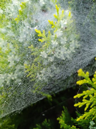 Photo for Droplets on spider web - Royalty Free Image