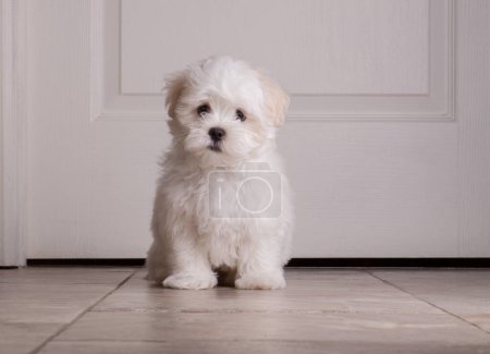 Téléchargez les photos : Adorable chiot Shih tzu blanc deux mois - en image libre de droit