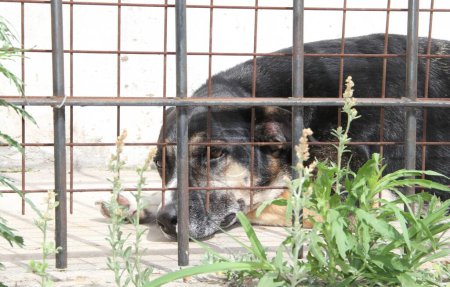 Téléchargez les photos : Chiens enfermés victimes d'abus et d'abus d'animaux - en image libre de droit