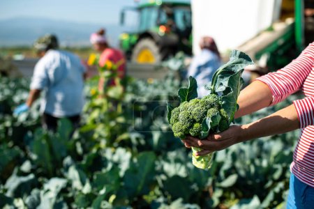 Téléchargez les photos : Travailleur montre brocoli sur la plantation. Cueillette du brocoli - en image libre de droit
