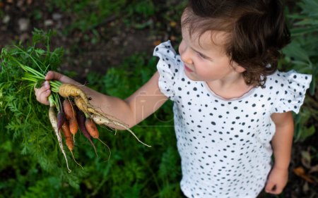 Photo for Carrots from small organic farm. Kid farmer hold multi colored carrot - Royalty Free Image