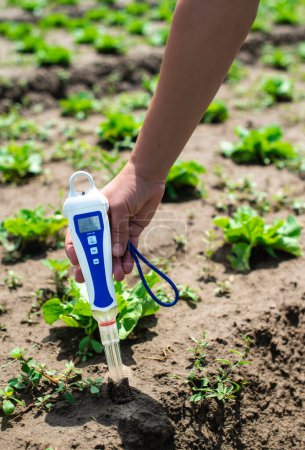 Photo for Woman use digital soil meter in the soil. Lettuce plants. Sunny - Royalty Free Image