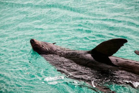 Téléchargez les photos : Phoque australien se prélassant dans l'eau de la baie - en image libre de droit