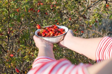 Téléchargez les photos : Un grand Jujube fruits dans les mains des femmes - en image libre de droit