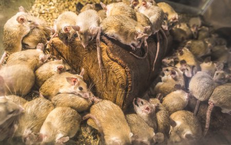 Foto de Grupo de ratas domésticas sentadas en madera - Imagen libre de derechos