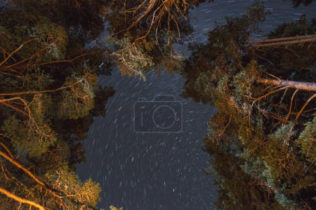 Foto de Cielo estrellado nocturno y árboles - Imagen libre de derechos