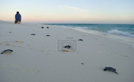 Téléchargez les photos : Homme sur la côte de plage de sable fin - en image libre de droit