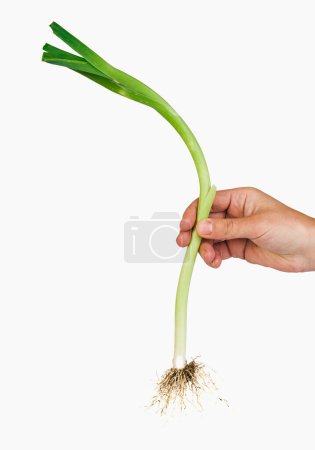 Photo for Leek in hand on white isolated - Royalty Free Image