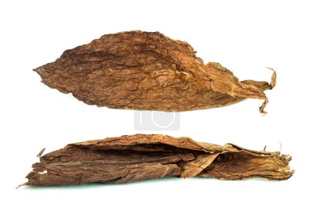 Photo for Dried tobacco leaves on white - Royalty Free Image