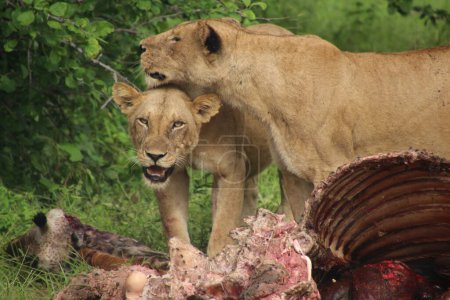 Téléchargez les photos : Deux lions partageant une proie dans la nature - en image libre de droit