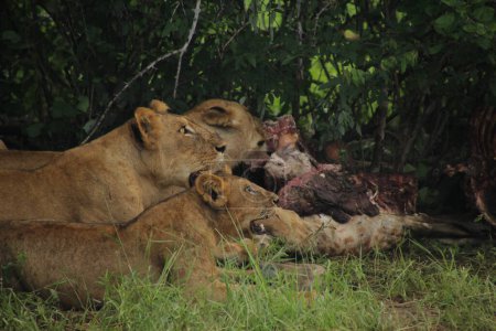 Foto de León con un león en el zoológico de Kenya - Imagen libre de derechos