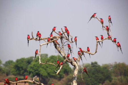 Foto de Abejorros Aves rojas en el árbol, fauna - Imagen libre de derechos