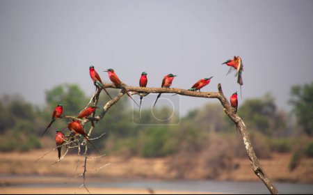 Foto de Hermoso pájaro en el árbol - Imagen libre de derechos