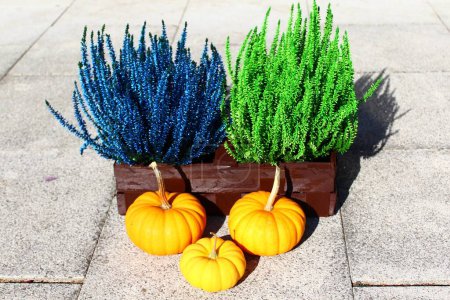 Foto de Composición de otoño con calabazas y conos - Imagen libre de derechos