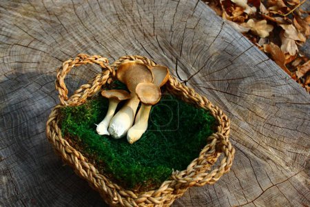 Téléchargez les photos : Gros plan du champignon huître royale - en image libre de droit