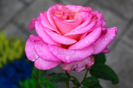 Foto de "Rosa rosa con gotas de lluvia
" - Imagen libre de derechos