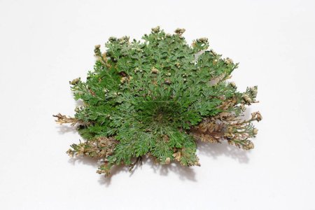 Photo for Rose of Jericho close up - Royalty Free Image