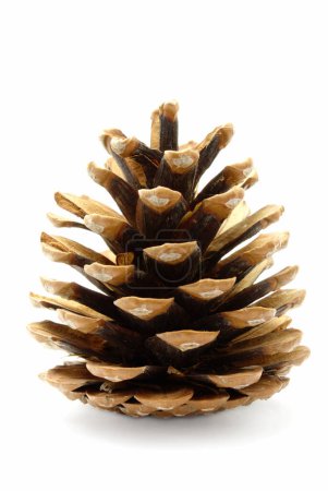 Photo for Pine cone isolated on white - Royalty Free Image