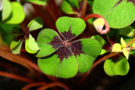 Photo for Beautiful lucky clover close up - Royalty Free Image