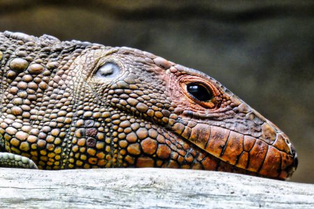 Téléchargez les photos : Vue de la tête de Caiman Lizard. - en image libre de droit