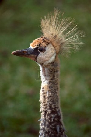 Photo for Grey crowned crane chick - Royalty Free Image