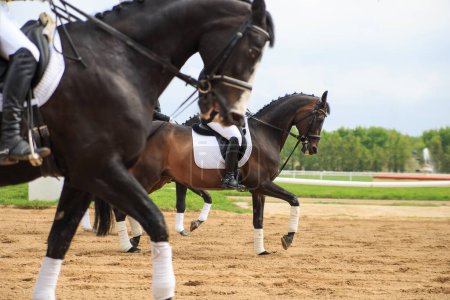 Téléchargez les photos : Course de chevaux jockey hippodrome journée d'été - en image libre de droit