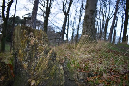 Téléchargez les photos : Belle et pittoresque vue sur la forêt irlandaise - en image libre de droit