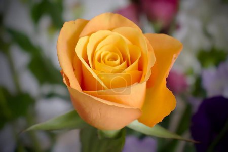 Foto de Flor de rosa amarilla, vista de cerca - Imagen libre de derechos