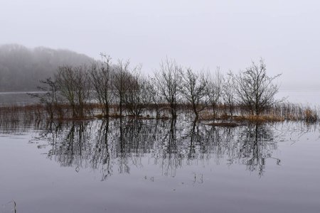 Téléchargez les photos : Arbres en Lough Brouillard clé et inondé pendant l'hiver - en image libre de droit