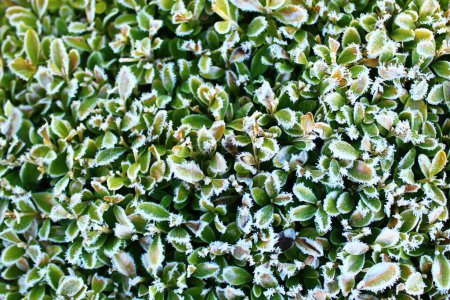 Téléchargez les photos : Vert herbe texture de fond sur fond nature - en image libre de droit