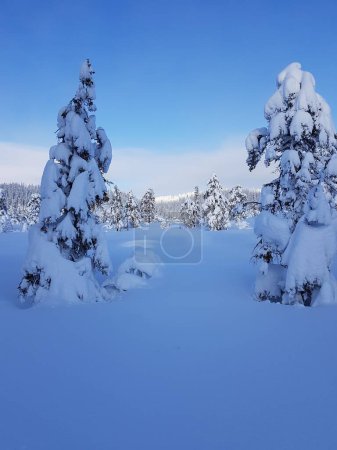 Téléchargez les photos : Arbres enneigés en hiver Forêt - en image libre de droit