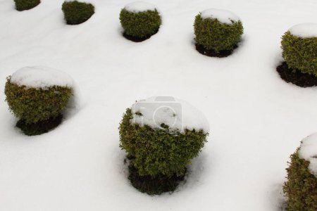 Téléchargez les photos : Arbres couverts de neige dans un parc le jour de l'hiver - en image libre de droit