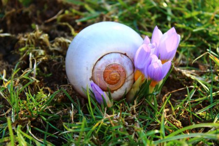 Téléchargez les photos : Crocus and a snail shell - en image libre de droit