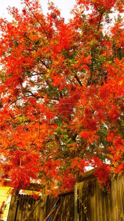 Téléchargez les photos : Érable aux feuilles rouges - en image libre de droit
