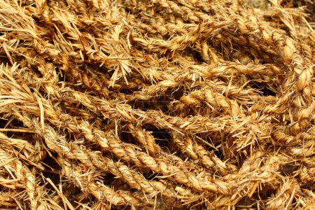 Photo for Ropes made of straw close up - Royalty Free Image