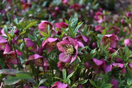 close-up view of beautiful christmas rose flowers      
