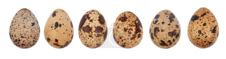 Foto de Huevos de codorniz aislados, vista de cerca - Imagen libre de derechos