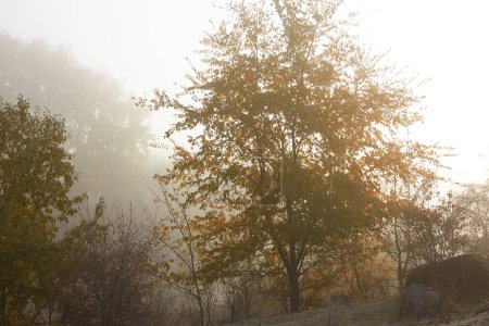 Foto de Hermosa mañana en el parque de otoño, lugar de viaje en el fondo - Imagen libre de derechos