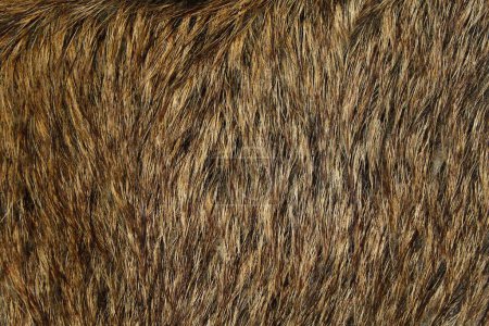 Photo for A wild boar fur - Royalty Free Image