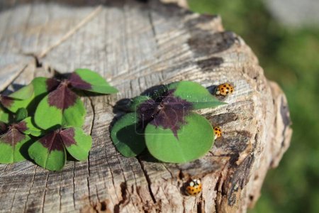 Photo for Close up of ladybugs and lucky clover - Royalty Free Image