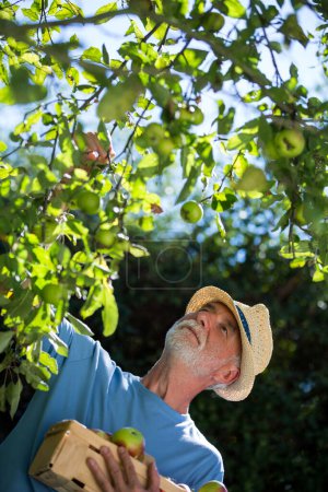 Foto de Hombre mayor revisando frutas en el jardín - Imagen libre de derechos